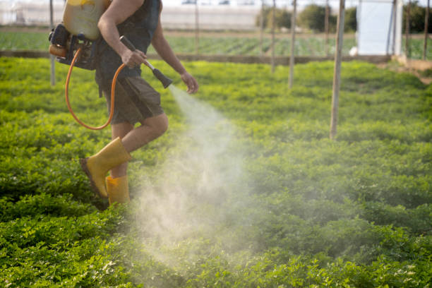 Best Pest Removal Services  in Boyd, TX