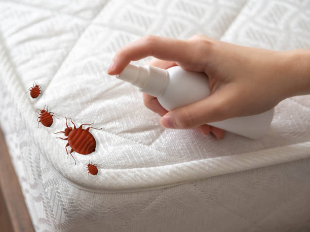 Best Flea Control Services  in Boyd, TX