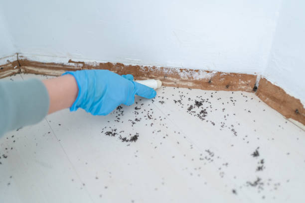 Best Pest Prevention Services  in Boyd, TX